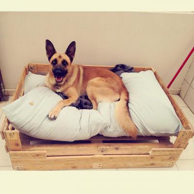 Kutya a házban - belső továbbiak ötlet, rusztikus stílusban