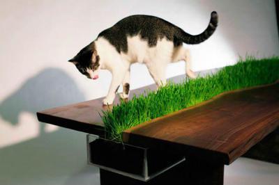 Macskafű díszítés a dohányzó asztalban - belső továbbiak ötlet, modern stílusban