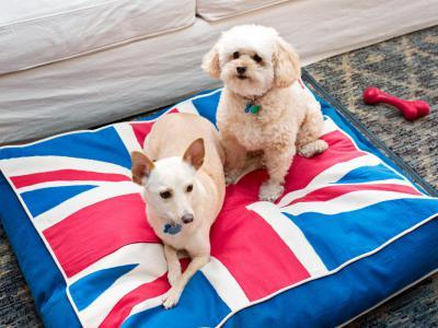 Hazafias kutya fekhely - nappali ötlet, modern stílusban