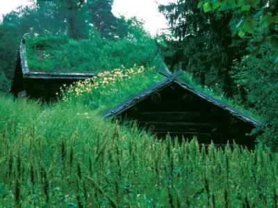 Erdei házikó - kert / udvar ötlet, klasszikus stílusban