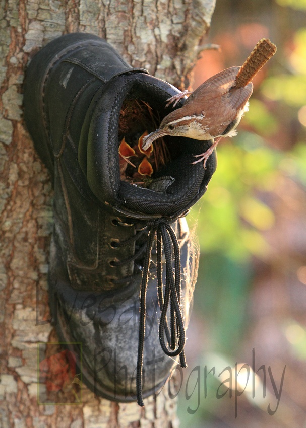 D&iacute;sz&iacute;tsd a kerted! full_0