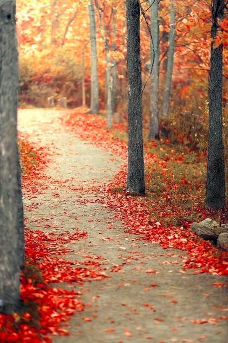 Vissza a természetbe! intro_1